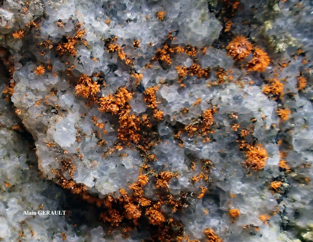 Gyalecta jenensis var. macrospora forma
